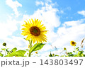 青空に咲くひまわり 143803497