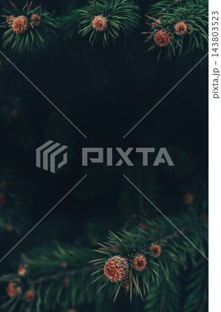 Dark spruce branches - moody christmas card background Dark spruce branches - moody christmas card background 143803523