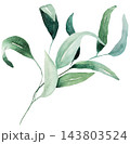 Hand drawn watercolor green eucalyptus leaves, botanical greenery isolated illustration element 143803524