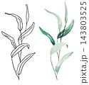 Watercolor botanical clipart with green eucalyptus leaves and black line art, isolated illustration 143803525