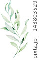 Watercolor soft green leaves, botanical isolated illustration. Romantic wedding stationery 143803529