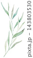 Watercolor soft green leaves, botanical isolated illustration. Romantic wedding stationery 143803530