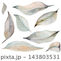 Watercolor grey autumn leaves clipart. Hand drawn winter Isolated illustration for Christmas cards 143803531