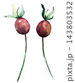 Watercolor red berries with green leaves. Hand drawn winter Isolated illustration for Christmas cards 143803532
