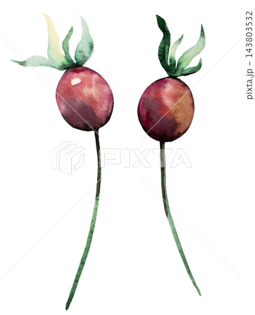 Watercolor red berries with green leaves. Hand drawn winter Isolated illustration for Christmas cards Watercolor red berries with green leaves. Hand drawn winter Isolated illustration for Christmas cards 143803532