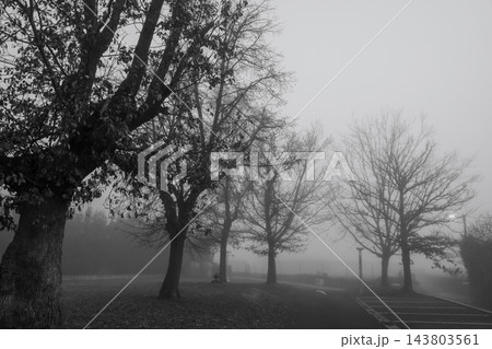 Black and white foggy landscape with bare trees beside an empty road on a cold autumn morning, creating an eerie Halloween background for loneliness, mystery, sadness and dark atmosphere 143803561