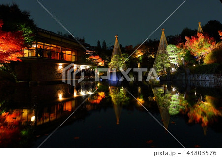 東京都豊島区 目白庭園 紅葉のライトアップ 143803576
