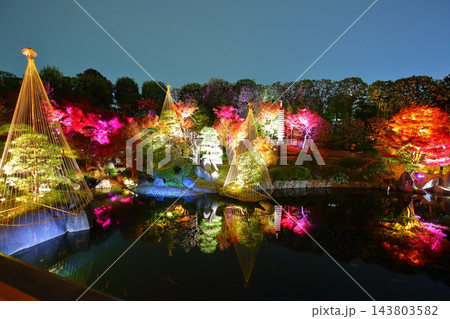 東京都豊島区 目白庭園 紅葉のライトアップ 東京都豊島区 目白庭園 紅葉のライトアップ 143803582