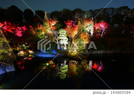 東京都豊島区 目白庭園 紅葉のライトアップ 東京都豊島区 目白庭園 紅葉のライトアップ 143803584