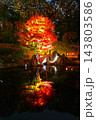 東京都豊島区 目白庭園 紅葉のライトアップ 143803586