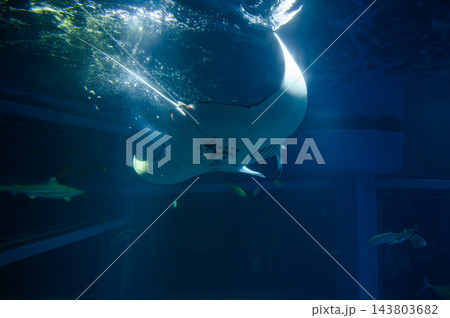 Large manta ray and other fish swimming in a tank at Osaka Aquarium Kaiyukan. 143803682