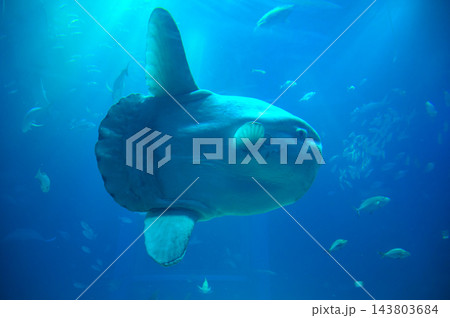 Mola Mola fish or sunfish swimming in a tank at Osaka Aquarium Kaiyukan. 143803684