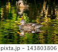 池を泳ぐオカヨシガモ 143803806