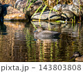 池を泳ぐオカヨシガモ 143803808