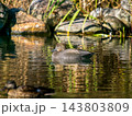 池を泳ぐオカヨシガモ 143803809
