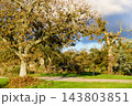 Autumn old oak tree. Autumn scenery 143803851