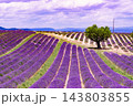 Provence landscape with lavender fields, France 143803855