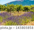 Provence landscape with lavender fields, France 143803858