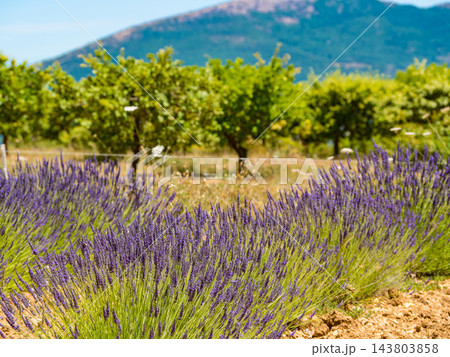 Provence landscape with lavender fields, France Provence landscape with lavender fields, France 143803858