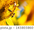 Honey bee collecting pollen at yellow flower. close up 143803860