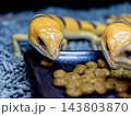 ピーターズバンデッドスキンク 143803870