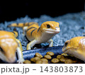 ピーターズバンデッドスキンク 143803873