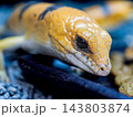 ピーターズバンデッドスキンク 143803874