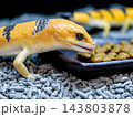 ピーターズバンデッドスキンク 143803878