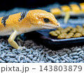 ピーターズバンデッドスキンク 143803879