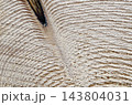 木材の切断面 143804031