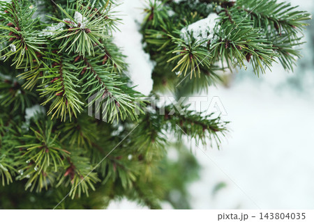 Spruce branch with snow and ice - moody christmas card background Spruce branch with snow and ice - moody christmas card background 143804035