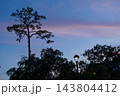 A tall tree silhouette stands against a blue twilight sky with soft pink clouds. A glowing street lamp and dark treetops create a peaceful evening outdoor scene. 143804412