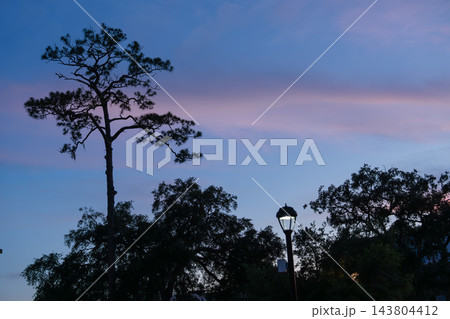A tall tree silhouette stands against a blue twilight sky with soft pink clouds. A glowing street lamp and dark treetops create a peaceful evening outdoor scene. 143804412