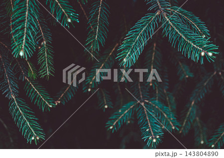 Dark spruce branches on black - moody christmas card background with copy space 143804890