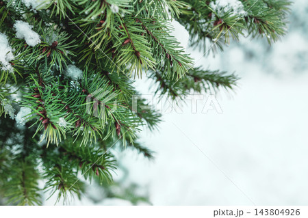Spruce branch with snow - bright christmas card background with copy space 143804926