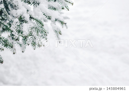 Snow covered spruce branch - bright christmas card background with copy space 143804961