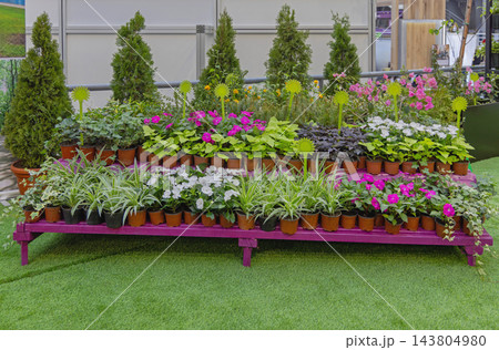 Potted Plants Long Bench 143804980