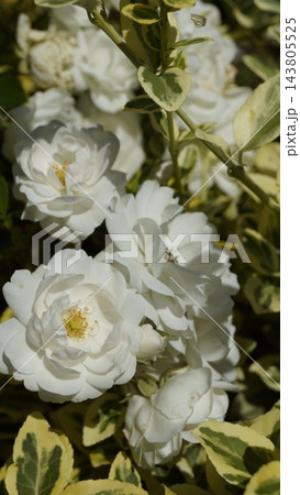 White small climbing roses bathed in sunlight White small climbing roses bathed in sunlight 143805525