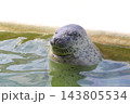 あざらし 143805534