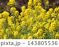 143805536