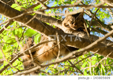 木の上の猫 木の上の猫 143805609