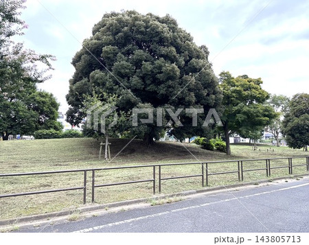 芝生の丘の上に立つ大きなシンボルツリーと公園沿いの防護柵 芝生の丘の上に立つ大きなシンボルツリーと公園沿いの防護柵 143805713