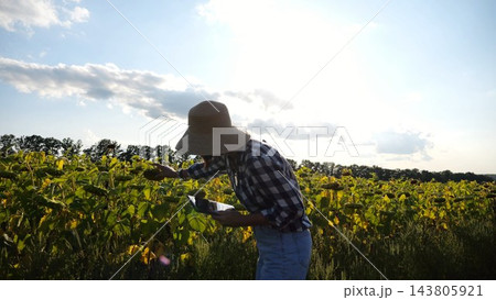 Female agronomist exploring plants at yellow meadow. Adult farmer examining ripe sunflowers at field on sunny day. Beautiful scenic landscape. Concept of agriculture and agronomy business. Close up Female agronomist exploring plants at yellow meadow. Adult farmer examining ripe sunflowers at field on sunny day. Beautiful scenic landscape. Concept of agriculture and agronomy business. Close up 143805921