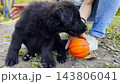 Young girl plays with black belgian shepherd puppy in summer garden, offering a ball during joyful game. The scene capturing a moment of fun, trust, and active bonding between human and dog. Slow 143806041