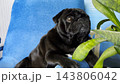 Portrait of funny black pug dog confidently sitting in armchair at home. Soft light emphasizes charming facial features creating humorous mood. Scene captures personality and playful character of pet 143806042