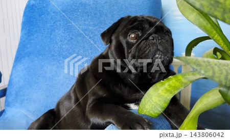 Portrait of funny black pug dog confidently sitting in armchair at home. Soft light emphasizes charming facial features creating humorous mood. Scene captures personality and playful character of pet 143806042