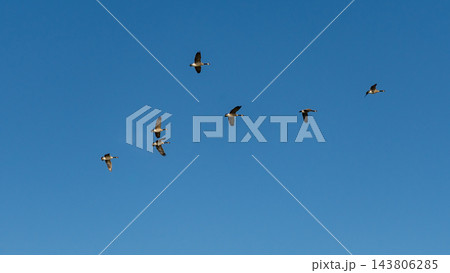 Flock of birds flying across a clear blue sky with varied wing positions in a wide aerial wildlife scene Flock of birds flying across a clear blue sky with varied wing positions in a wide aerial wildlife scene 143806285
