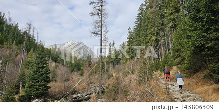 Two hikers climb a rocky mountain trail through a dense coniferous forest 143806309
