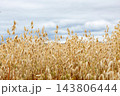 Golden oats heads in the field under blue sky. 143806444