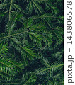 Dark green fir branches texture - moody christmas wallpaper background 143806578